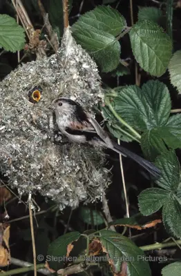 <p>Long-tailed Tit (Aegithalos caudatus) feeding young in nest</p>